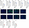 HAT blocked the binding of spike proteins to hACE2 receptor and inhibited t