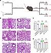 The effect of HAT on the infectivity of ancestral SARS-CoV-2, Delta, and Om