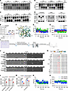 The mutations P681R in Delta and P681H in Omicron spike proteins result in