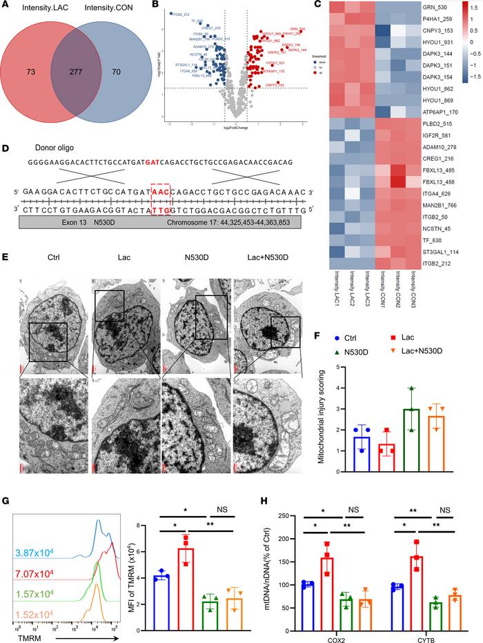 Lactate promotes Treg metabolism by GRN N-glycosylation.
(A) TregN was c...