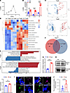 Mitochondrial proteomics show increased MGAT1 expression in TregN in the hi