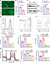 Mitochondrial function of TregN declines after MGAT1 knockdown.