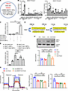 XBP1s is elevated to promote the transcription of MGAT1 in TregN in the hig