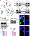 TOM70 is essential for mitochondrial translocation of MGAT1 in TregN in hig