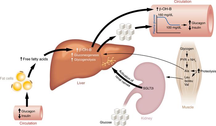 SGLT2 inhibitors acutely induce glucosuria, which persists as long as th...