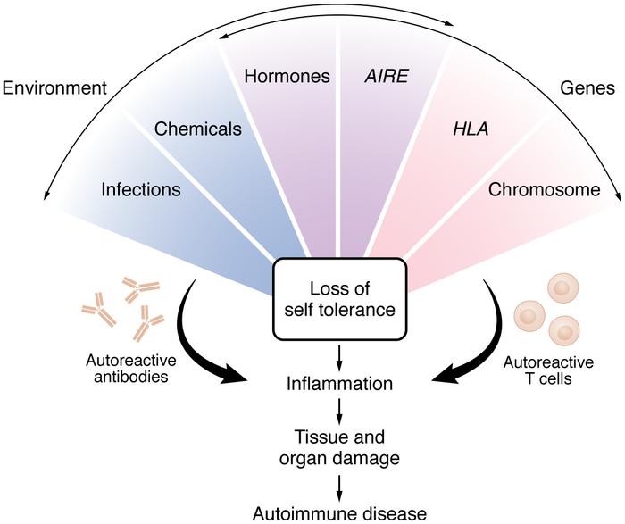 Mechanisms contributing to the development of autoimmune disease.
A comb...