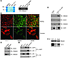 The cytoplasmic tail of TLT-1 binds ERMs.