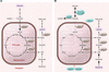 Oxygen-dependent regulation of glucose and glutamine metabolism by HIF-1.