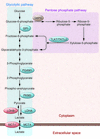 Glucose flux through the glycolytic (Embden-Meyerhof) pathway and pentose p