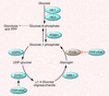 Glycogen synthesis and glycogenolysis.