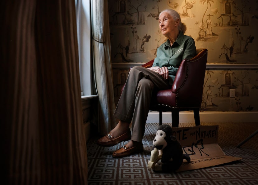 Ethologist and conservationist Jane Goodall is photographed at the Rosewood Mansion on...