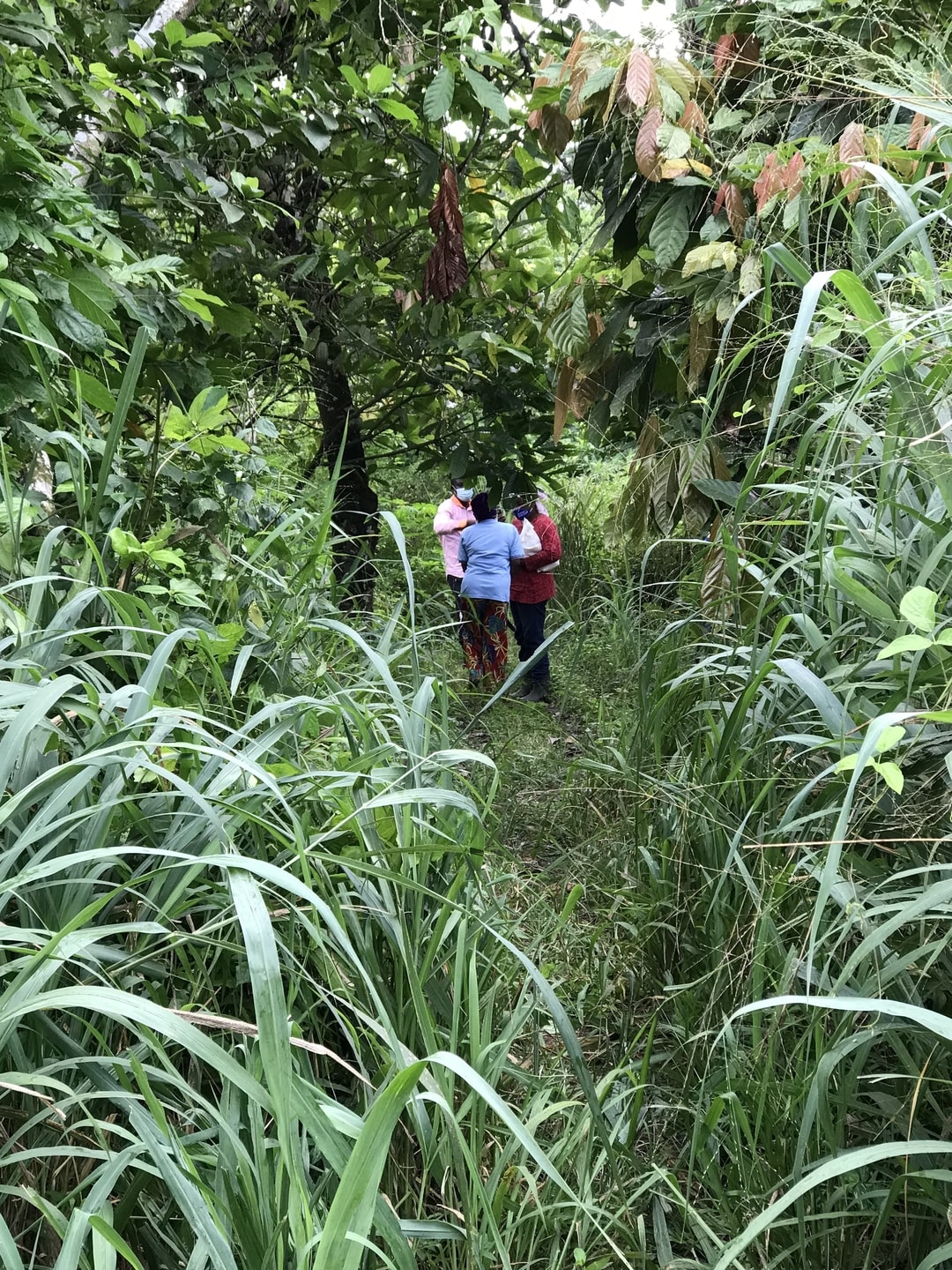 Kwabena Assan Mends, founder of Emfed Farms, speaks to his first client, Ama Ampomaa and her sister Felicia Asare on their cocoa farm, framed by bush plants and cocoa trees.