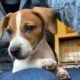 photo of a jack russell terrier puppy sitting on a person's lap