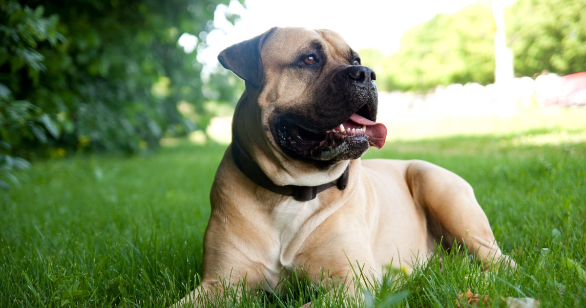 The Most Popular Mastiff Breeds