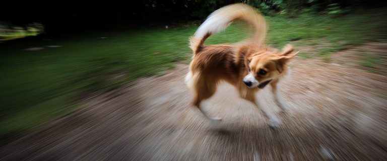 why do dogs chase their tails