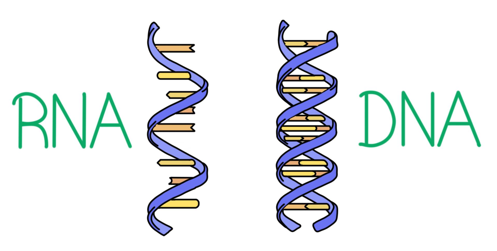 Dna And Rna Explained