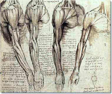 Leonardo da Vinci - the Anatomical Artist