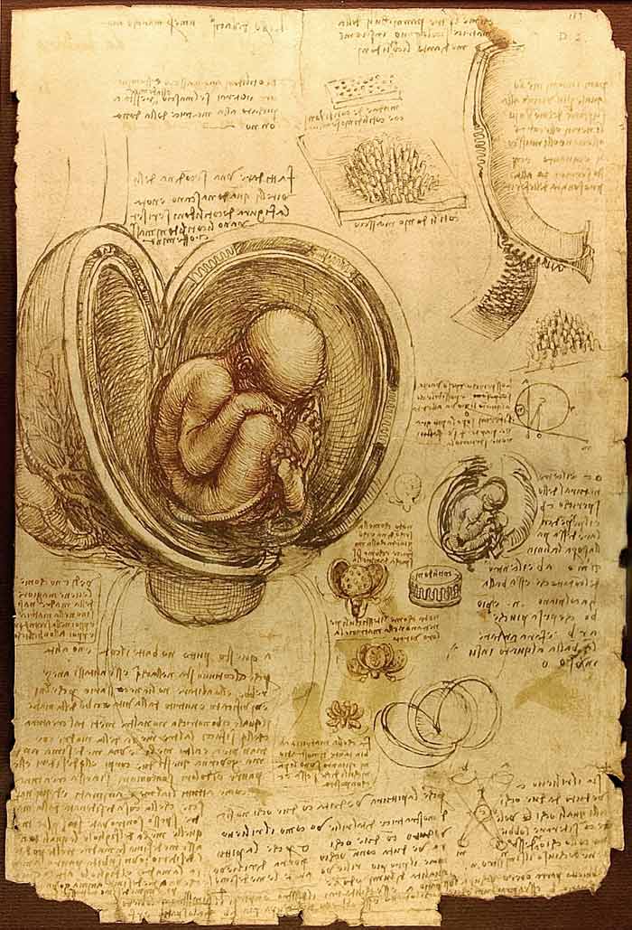 Leonardo da Vinci - the Anatomical Artist