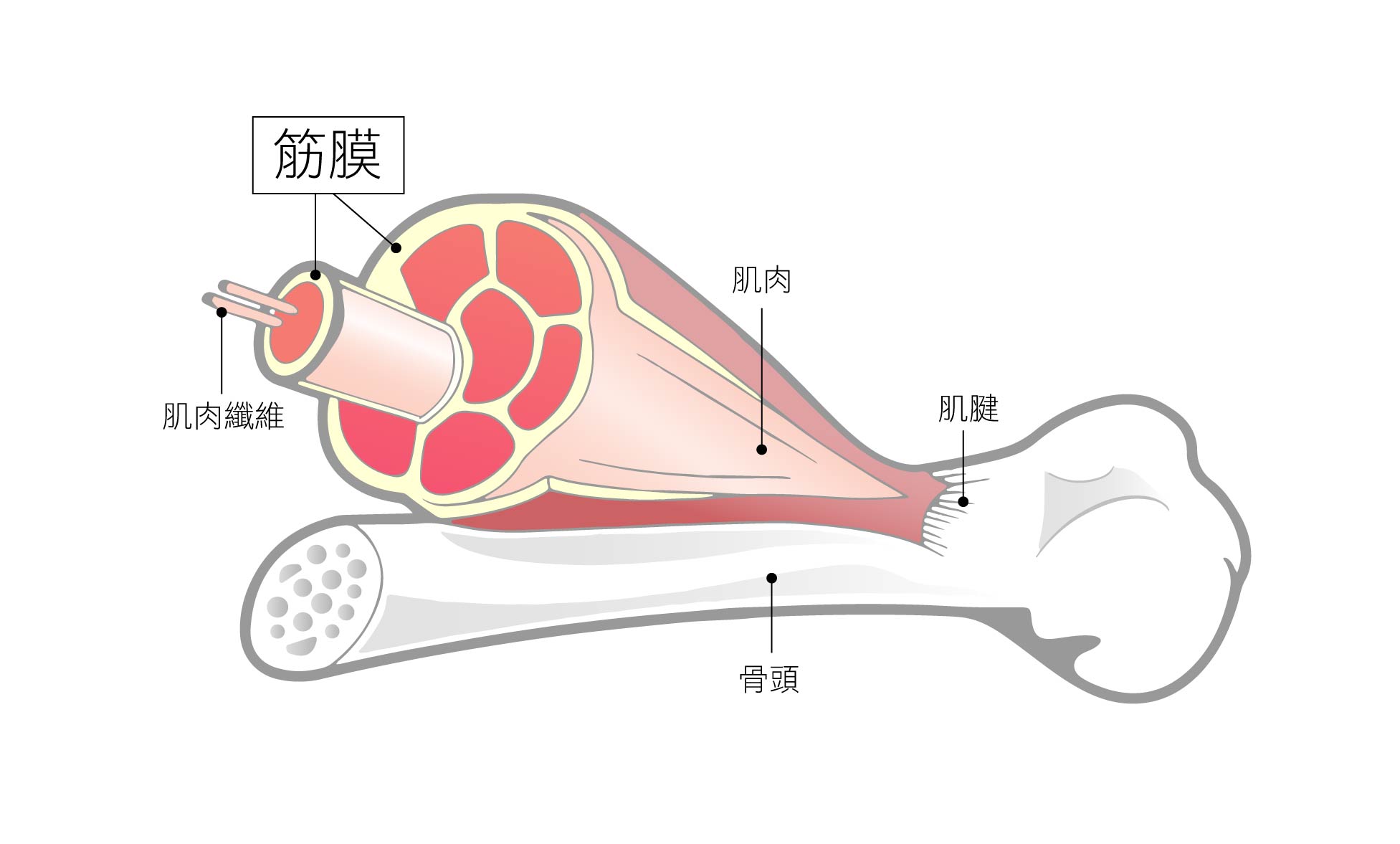 筋膜圖