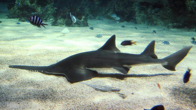 A critically-endangered carpenter shark at the Sydney Aquarium. Pic: AP