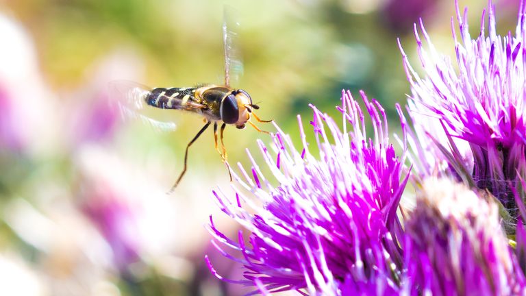 A pied hoverfly. Pic: Will Hawkes