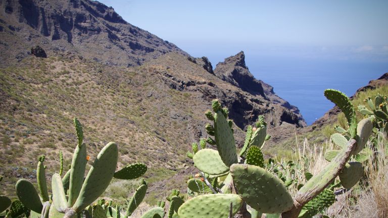 Cactus on the slopes of a steep valley