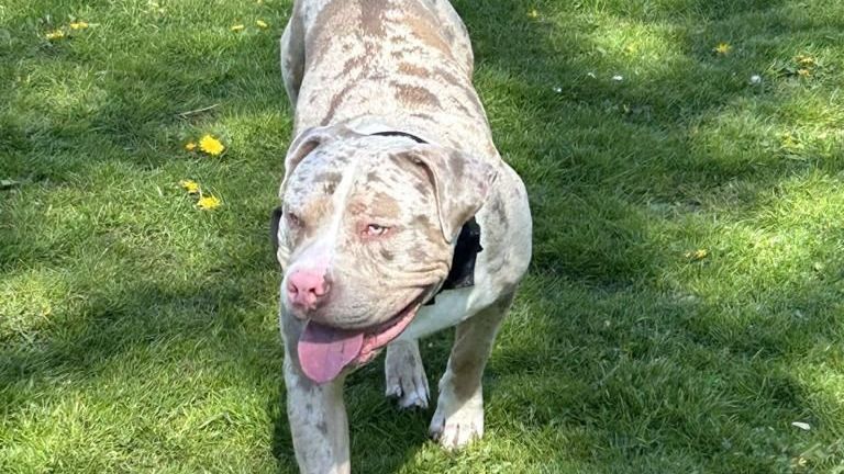 Bruno, the XL bully that was mistakenly euthanised
