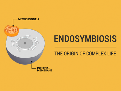 Endosymbiosis