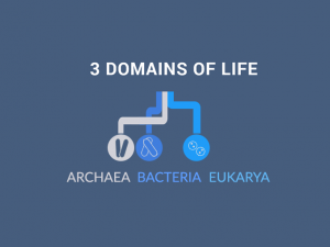 domains of life