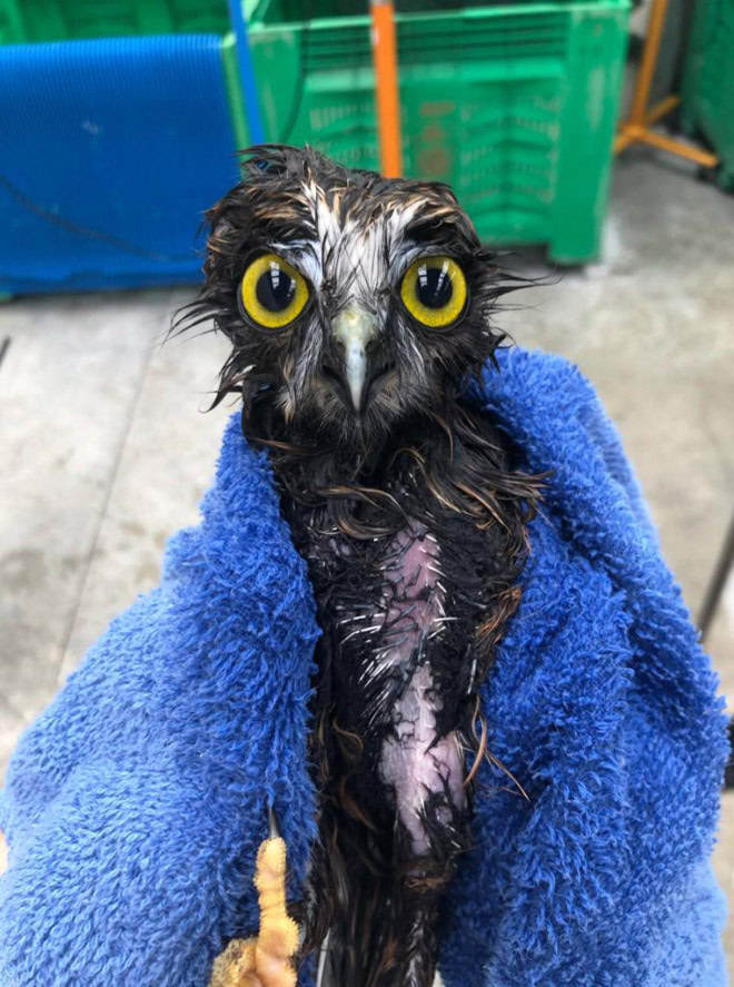 Wet owls are hilariously grumpy.