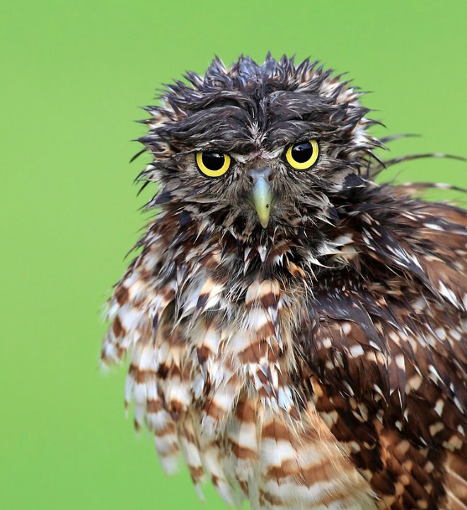 Wet owls are hilariously grumpy.