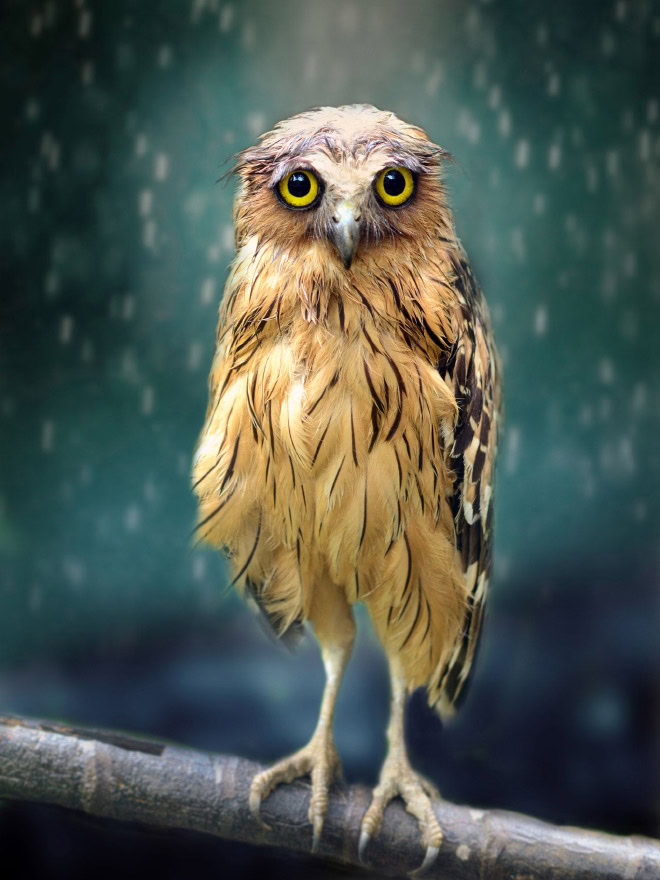 Wet owls are hilariously grumpy.