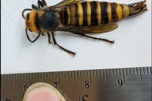 First Male 'Murder Hornet' Trapped In US: Here's Why That's A Good Thing, Researchers Say