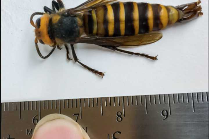 First Male 'Murder Hornet' Trapped In US: Here's Why That's A Good Thing, Researchers Say