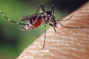 Mosquitoes Carrying West Nile Virus Found In Yonkers