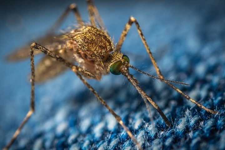 West Nile Virus Case In Camden County, 2 Deaths In NJ Reported