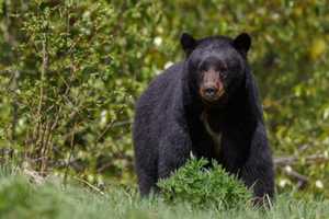 Grin, Bear It: Sightings On The Rise In Northern Maryland, Officials Warn