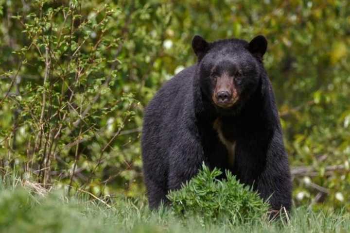 Grin, Bear It: Sightings On The Rise In Northern Maryland, Officials Warn