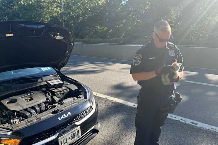 Kitten Rescued From Under Car Hood On Parkway In Westchester