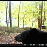 Bear Caught On Camera In Westchester: Here's Where