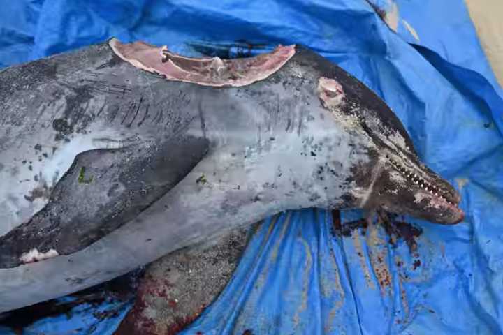 Chunk Of Flesh Ripped From Head Of 350-Pound Dead Dolphin By Shark In NJ, Officials Say