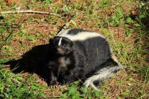 Dog Who Encountered Rabid Skunk Quarantining In South Jersey Town