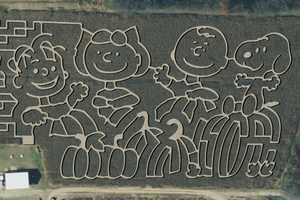 'Peanuts'-Themed Corn Mazes At NY Farms Commemorate Beloved Comic's 75th Anniversary