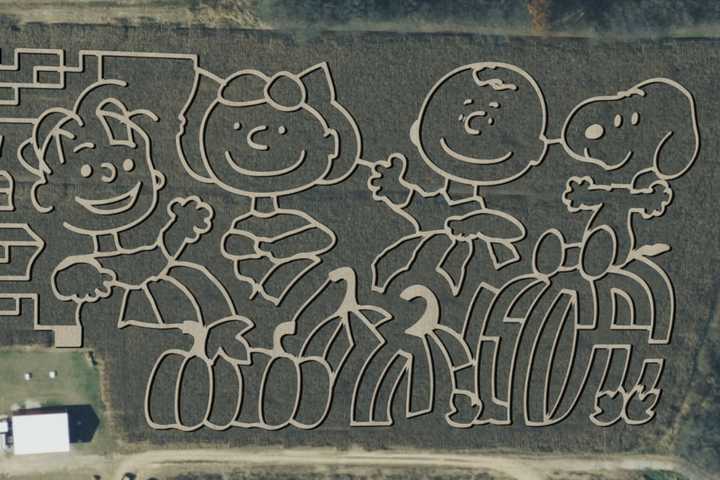 'Peanuts'-Themed Corn Mazes At NY Farms Commemorate Beloved Comic's 75th Anniversary