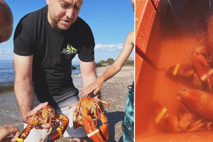 New Lobster Tales: 2 More Rare Orange Crustaceans Found At NY Businesses