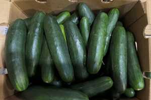 Cucumbers Shipped To 14 States Recalled Due To Possible Salmonella Contamination