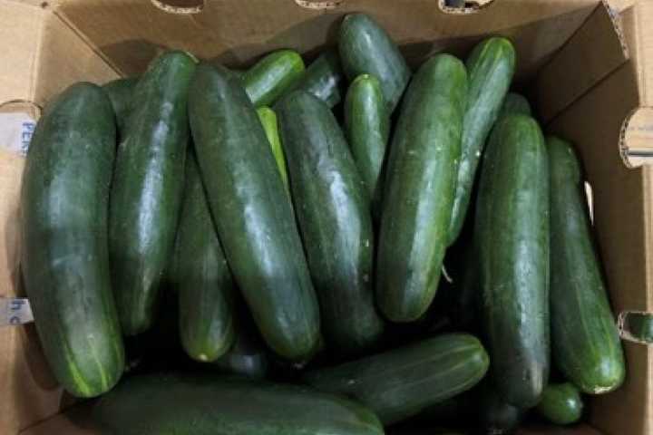 Cucumbers Shipped To 14 States Recalled Due To Possible Salmonella Contamination