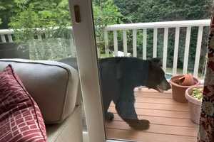 Bear Takes Stroll On Porch At Westchester Home: Photos