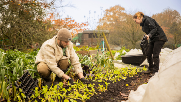 Two individuals tending to plants in a farm. 