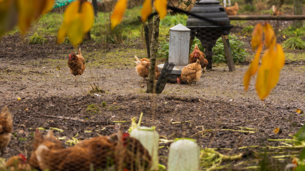 Chickens roaming freely in a farm.